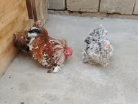 Chickens — फ़ोटो 2