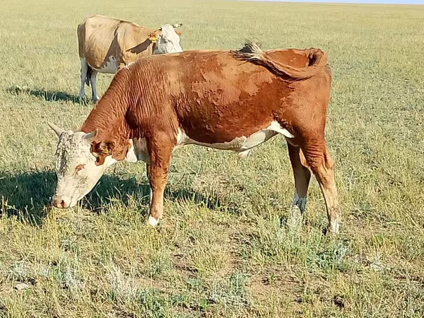 Buqa, Latvian Blue cattle
