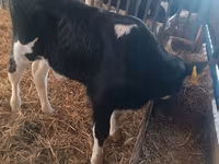 Bulle, Simmental cattle — Foto 2
