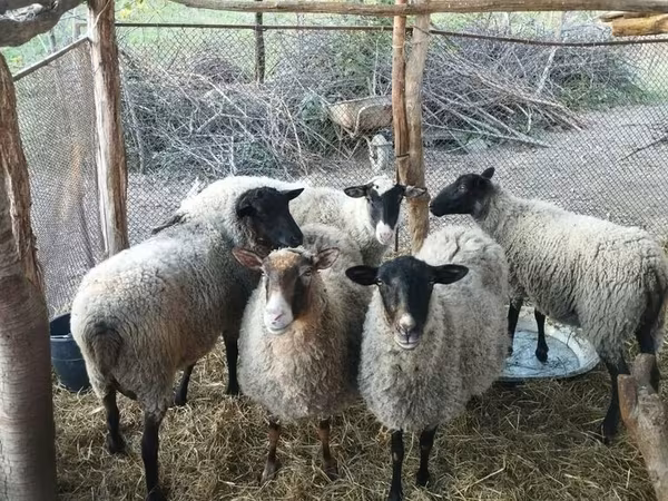 भेड़, Romanov sheep