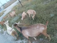 Ziege, Alpine goat — Foto 2