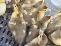Ducks — फ़ोटो 3