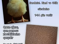 Artıq daimi istifadə üçün Kənd Toyuğu. Serebrist. Qaz. Ördək — الصورة 2