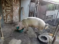Eber, Schweine — Foto 1