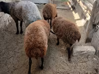 Sheep, Sheep — photo 1