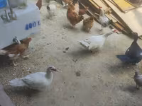 Ducks — 1-сурет