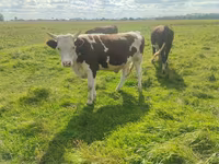 Bulle, Simmental cattle — Foto 3