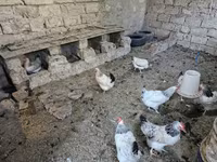 Chickens — 4-сурет