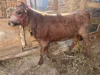 Vaca, Ganado vacuno — foto 1