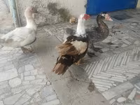 Ducks — Foto 5