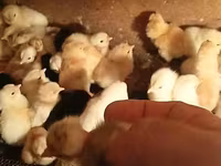 Chickens — फ़ोटो 1