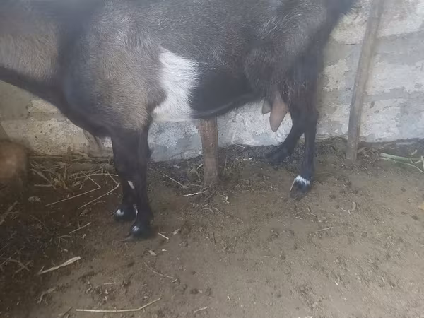 母山羊, Goats