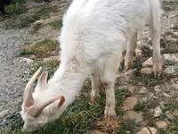 Goats (batch, sex not specified), Saanen goat — photo 1