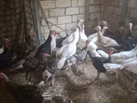 أبيض عريض الصدر — الصورة 2