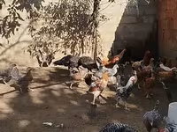 Chickens — Foto 3