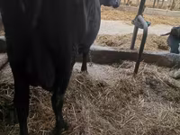 Kuh, Simmental cattle — Foto 4