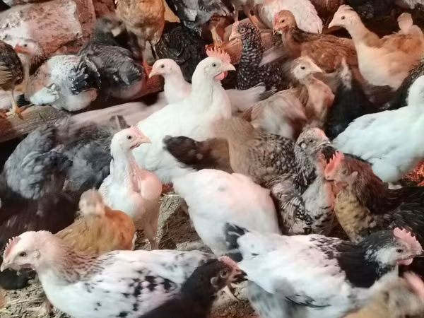 Chickens