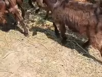 Cabro, Cabras — foto 1