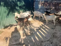 Ziegenbock, Ziegen — Foto 2