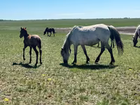 Stute, Horse breed — Foto 4