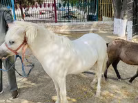 خيول (دفعة، الجنس غير محدد), Australian Pony — الصورة 4