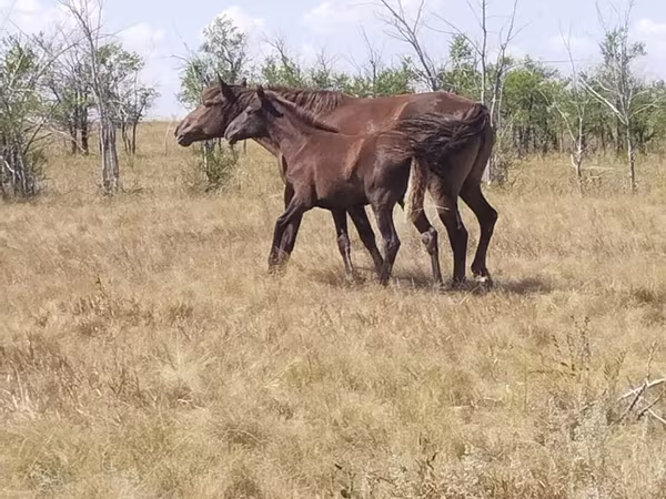 Stute, Kazakh horse