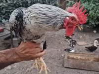 Chickens — 2-rasm