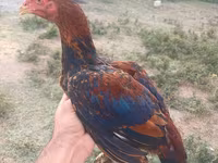 Chickens — फ़ोटो 1