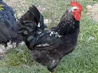 Chickens — foto 1