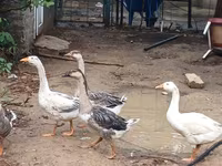 Geese — 照片 3