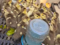 Ducks — फ़ोटो 1