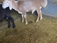 كبش, Edilbay sheep — الصورة 3