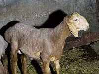 Widder, Arashan sheep — Foto 1