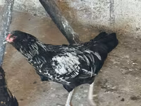 अमेराउकाना — फ़ोटो 3