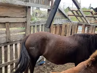 Бие, Horse breed — 5-сурет