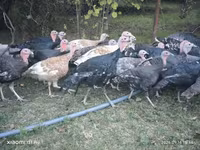 Turkeys — Foto 1