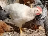 Chickens — Foto 7