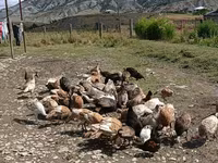 Turkeys — फ़ोटो 1