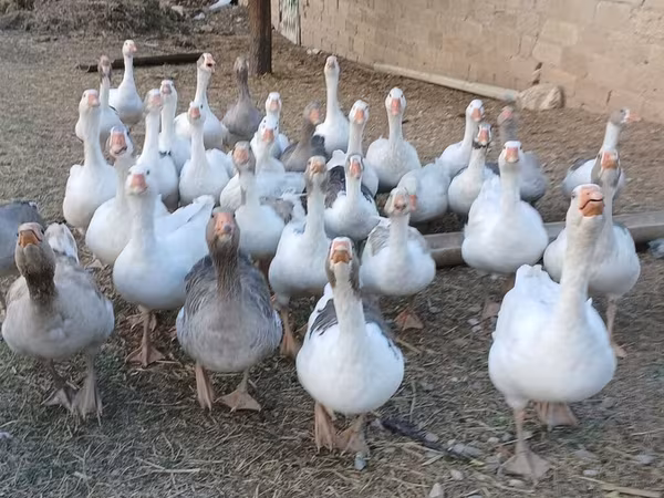 Geese