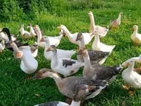 Geese — Foto 1