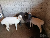 公羊, Sheep — 照片 5