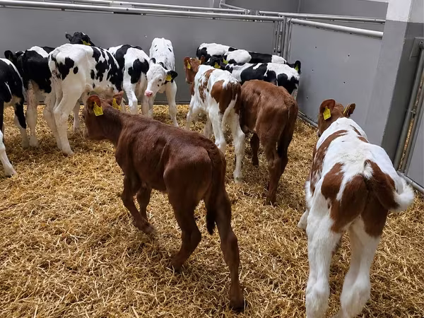 Bulle, Simmental cattle