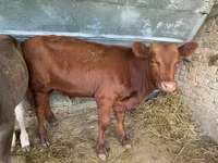 ثور, Swiss cattle — الصورة 3