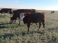 Bulle, Simmental cattle — Foto 4