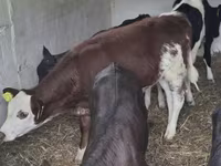 Kuh, Simmental cattle — Foto 2