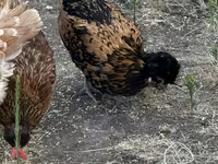 Chickens — photo 6