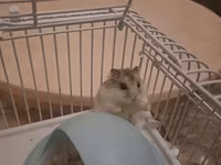 Cırtdan hamsterlər və tam dəst qəfəs satilir Sevimli və mehriban — الصورة 3