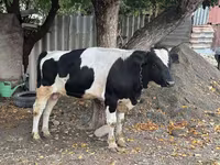 Bull, Russian Black pied cattle — photo 1