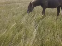 公马, Horses — 照片 1