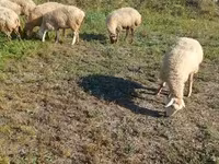 Қой, Karabakh sheep — 6-сурет